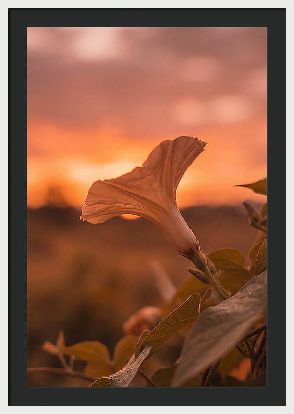 Morning Glory Trumpet Blooming
