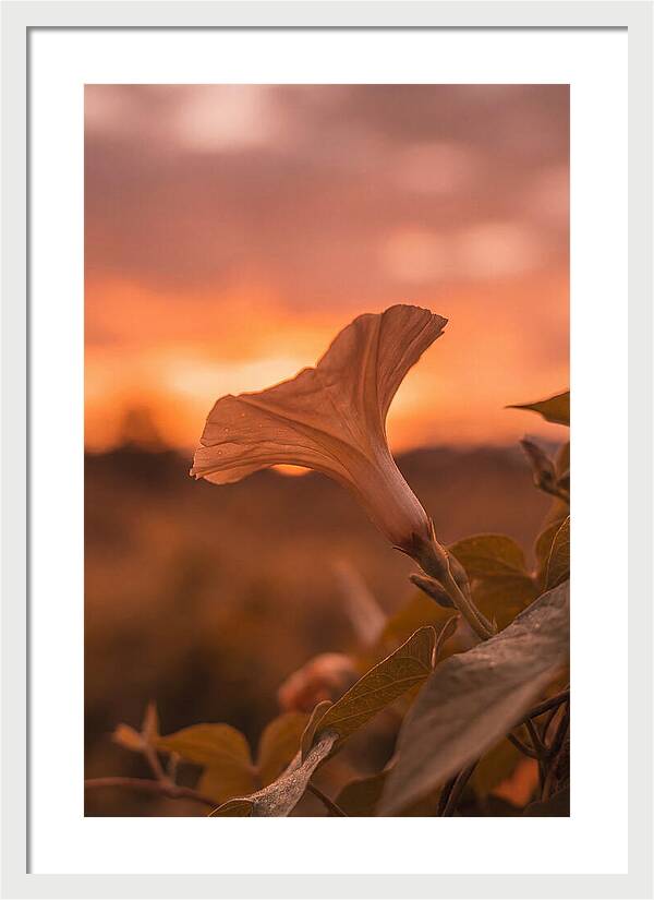 Morning Glory Trumpet Blooming