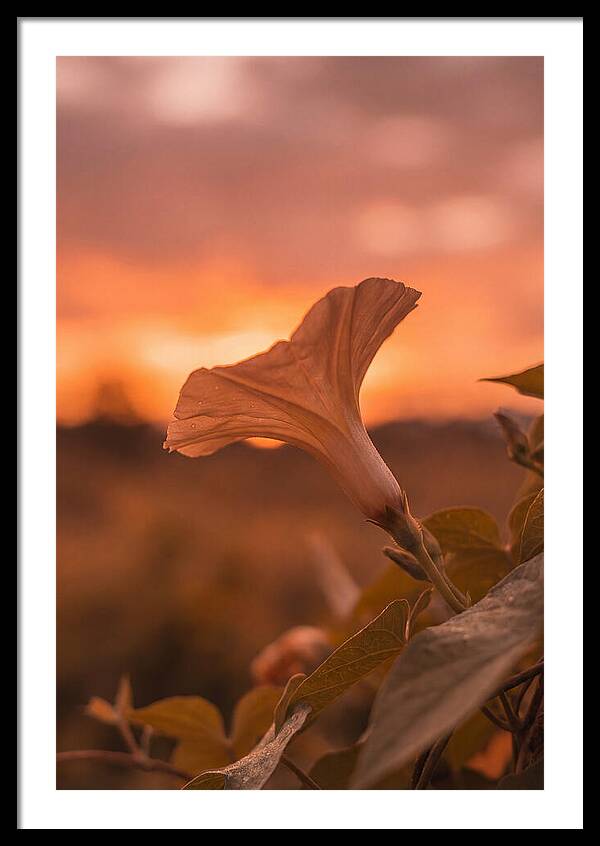 Morning Glory Trumpet Blooming