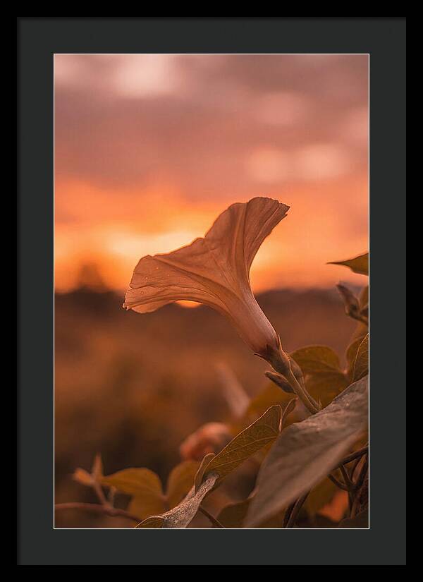 Morning Glory Trumpet Blooming