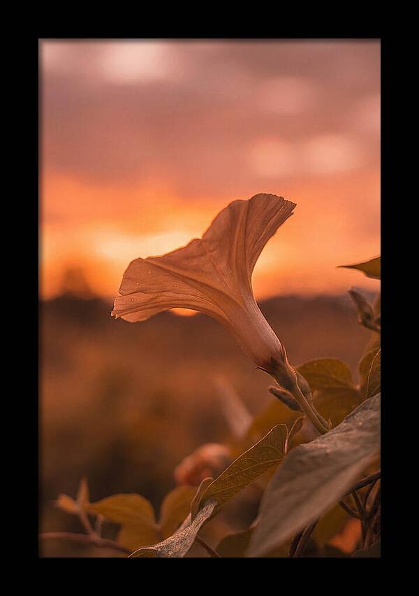 Morning Glory Trumpet Blooming