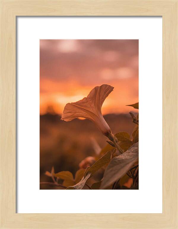 Morning Glory Trumpet Blooming