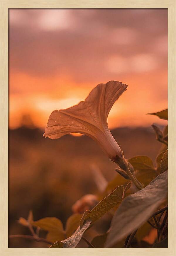 Morning Glory Trumpet Blooming