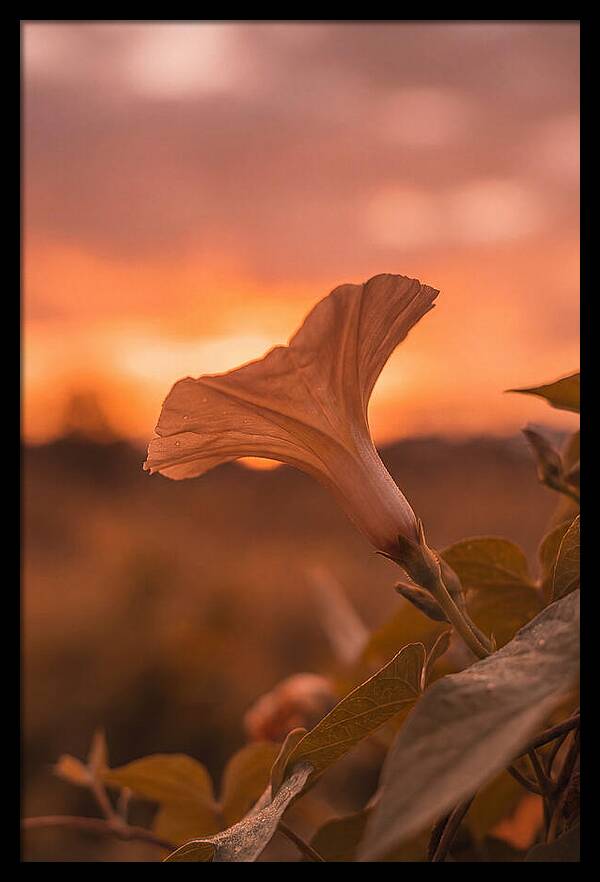 Morning Glory Trumpet Blooming