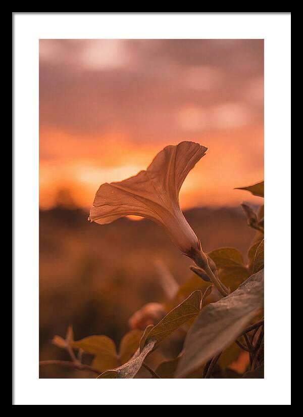 Morning Glory Trumpet Blooming