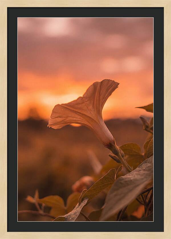 Morning Glory Trumpet Blooming