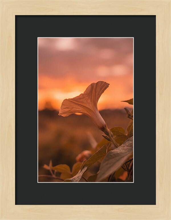 Morning Glory Trumpet Blooming