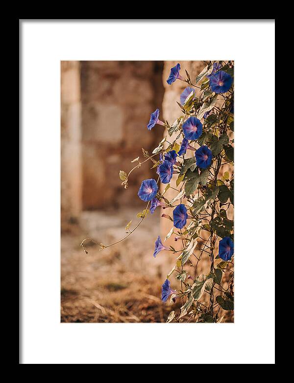 Morning Glory Vines In Bloom