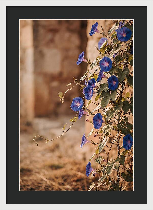 Morning Glory Vines In Bloom