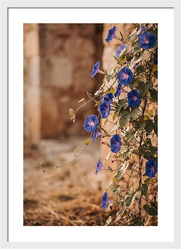 Morning Glory Vines In Bloom