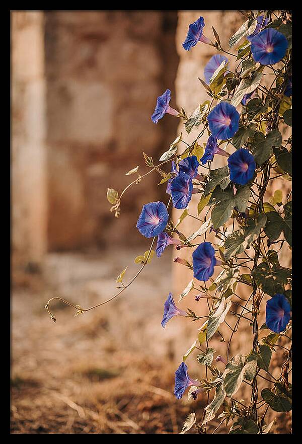 Morning Glory Vines In Bloom