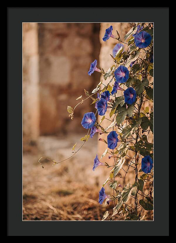Morning Glory Vines In Bloom