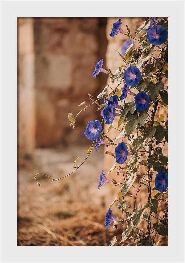 Morning Glory Vines In Bloom