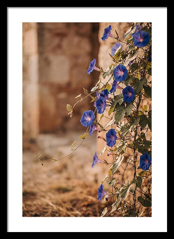 Morning Glory Vines In Bloom