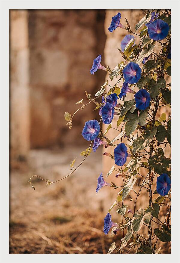 Morning Glory Vines In Bloom