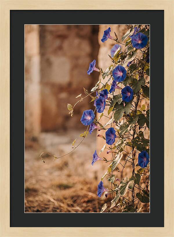 Morning Glory Vines In Bloom