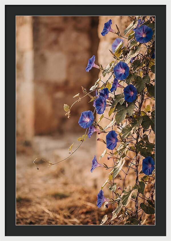 Morning Glory Vines In Bloom
