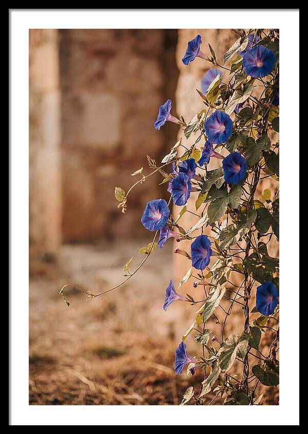 Morning Glory Vines In Bloom
