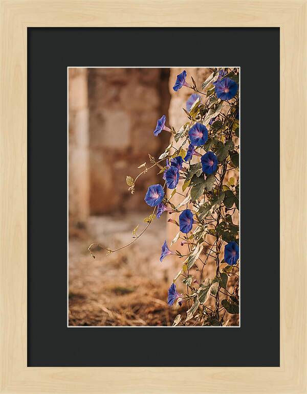 Morning Glory Vines In Bloom
