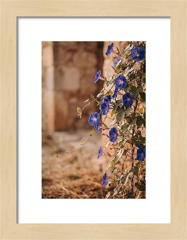 Morning Glory Vines In Bloom