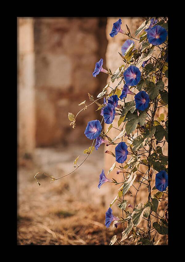 Morning Glory Vines In Bloom