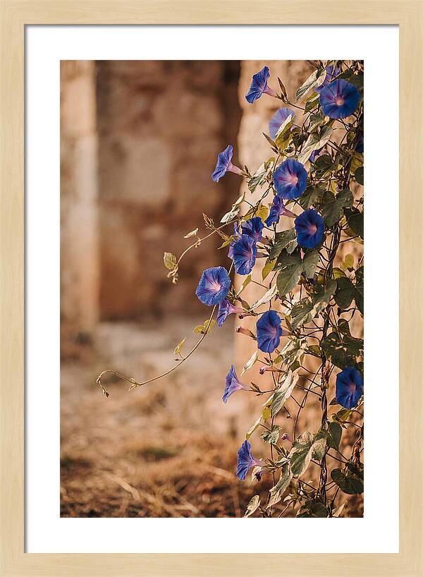 Morning Glory Vines In Bloom
