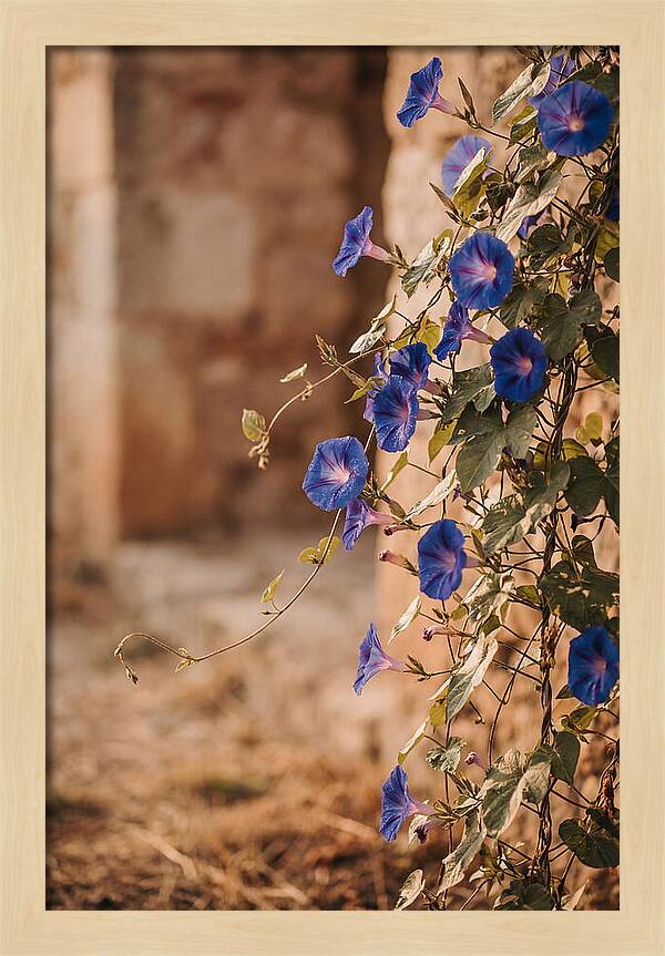 Morning Glory Vines In Bloom
