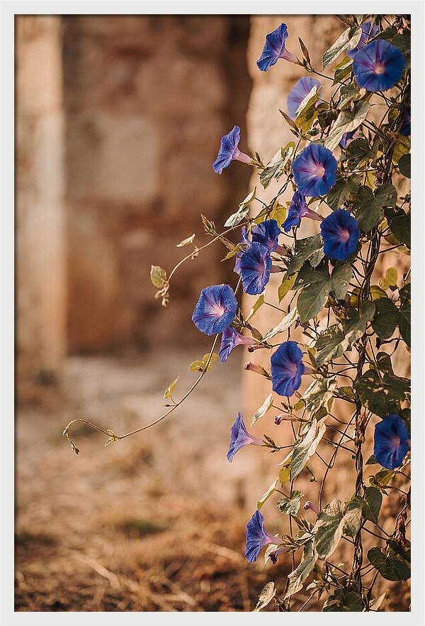 Morning Glory Vines In Bloom