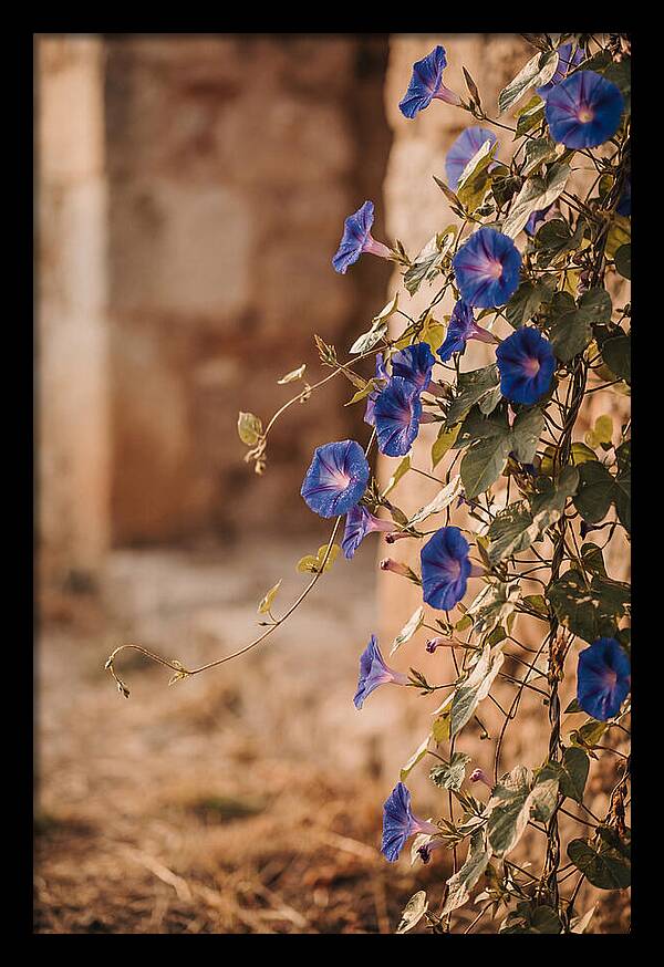 Morning Glory Vines In Bloom
