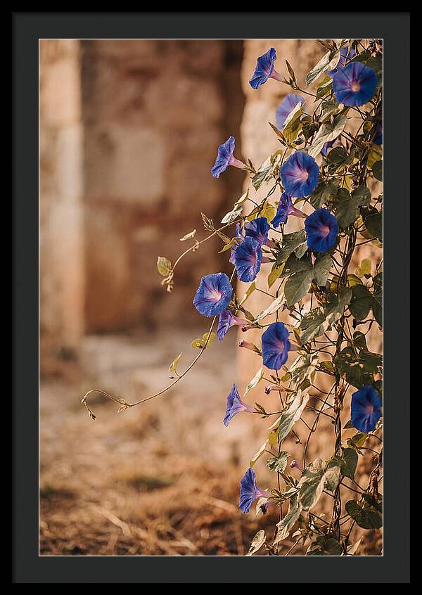 Morning Glory Vines In Bloom