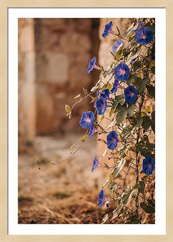 Morning Glory Vines In Bloom