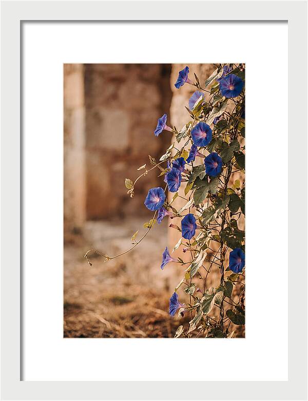 Morning Glory Vines In Bloom