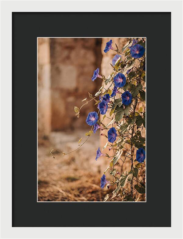 Morning Glory Vines In Bloom