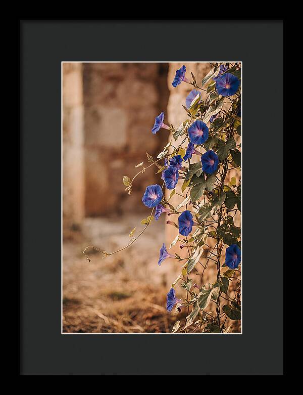 Morning Glory Vines In Bloom