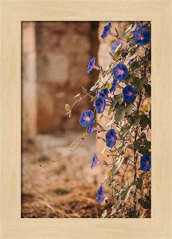 Morning Glory Vines In Bloom