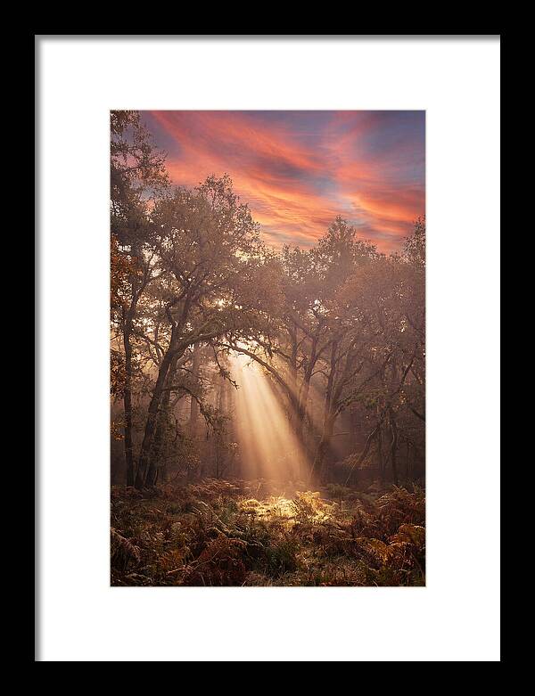 Morning Golden Light Through Forest