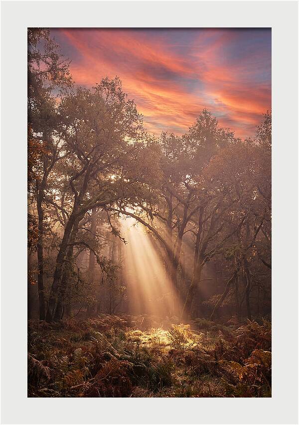 Morning Golden Light Through Forest