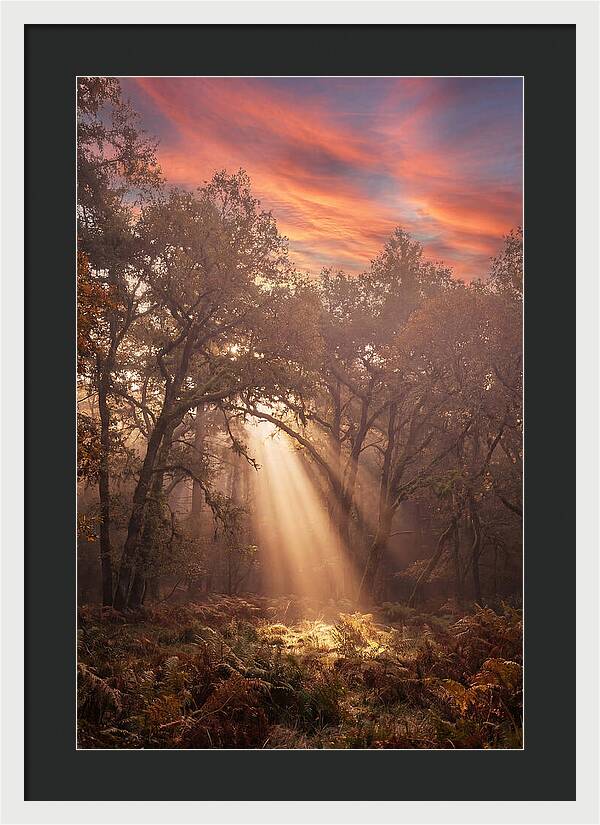 Morning Golden Light Through Forest
