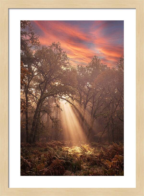 Morning Golden Light Through Forest