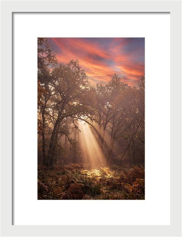 Morning Golden Light Through Forest