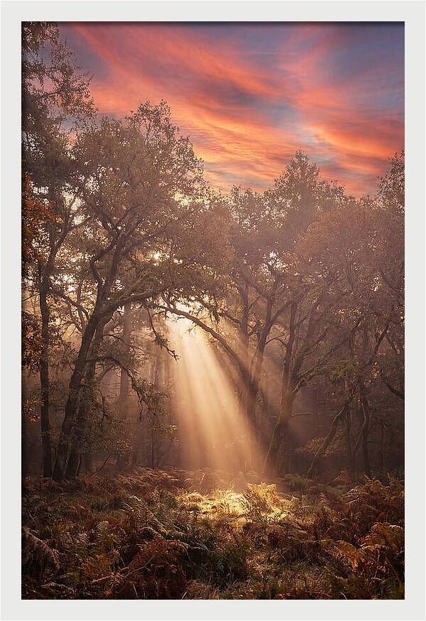 Morning Golden Light Through Forest