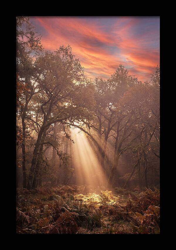 Morning Golden Light Through Forest