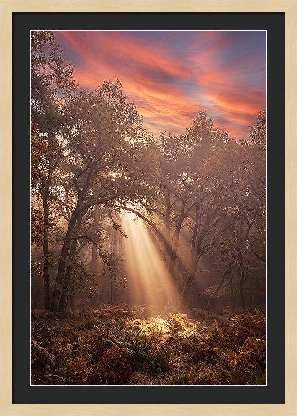 Morning Golden Light Through Forest