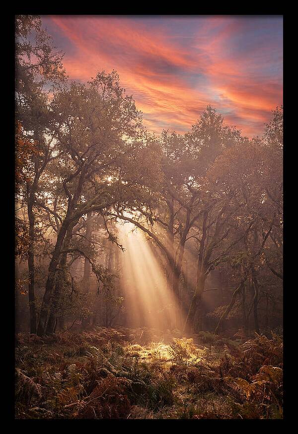 Morning Golden Light Through Forest