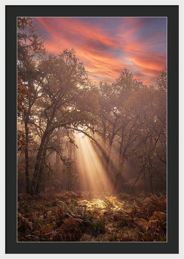 Morning Golden Light Through Forest