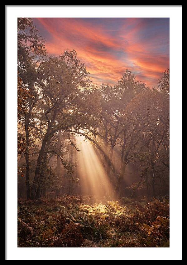 Morning Golden Light Through Forest