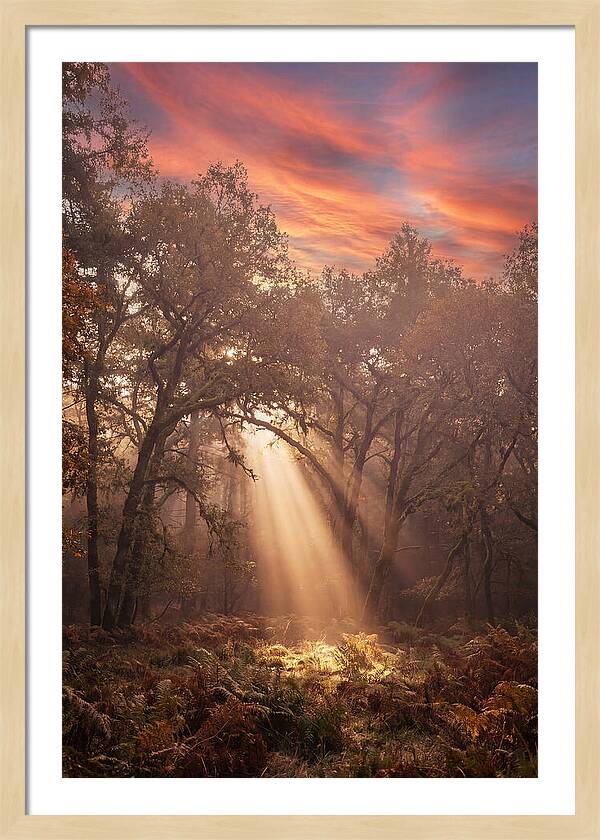 Morning Golden Light Through Forest