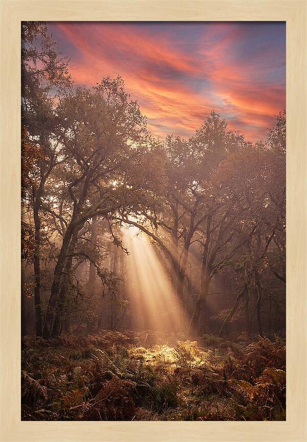 Morning Golden Light Through Forest