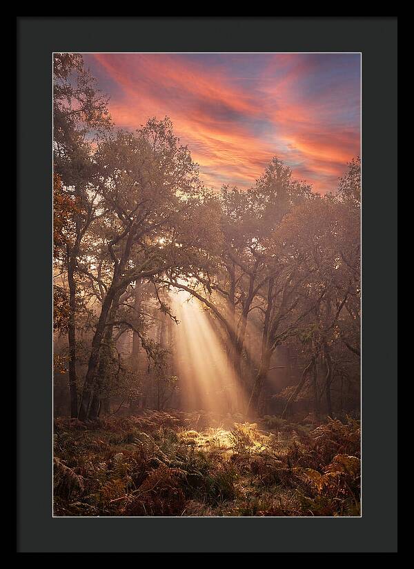 Morning Golden Light Through Forest