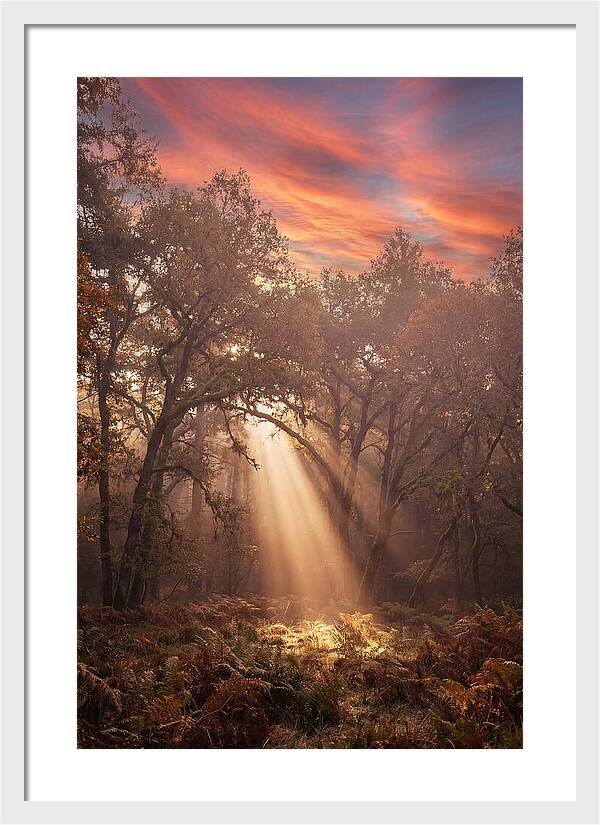Morning Golden Light Through Forest